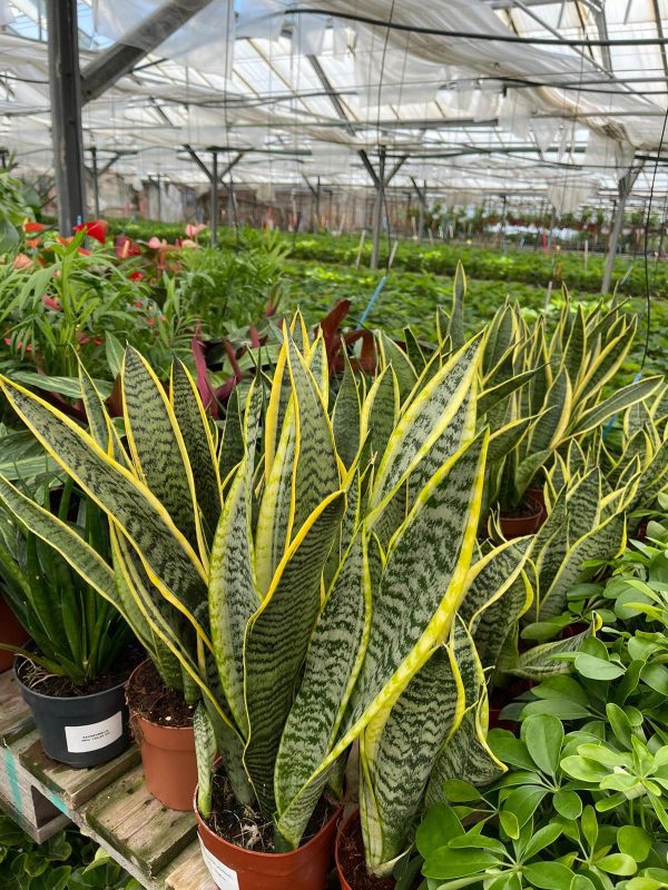 Sansevieria