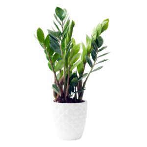 Zamioculcas