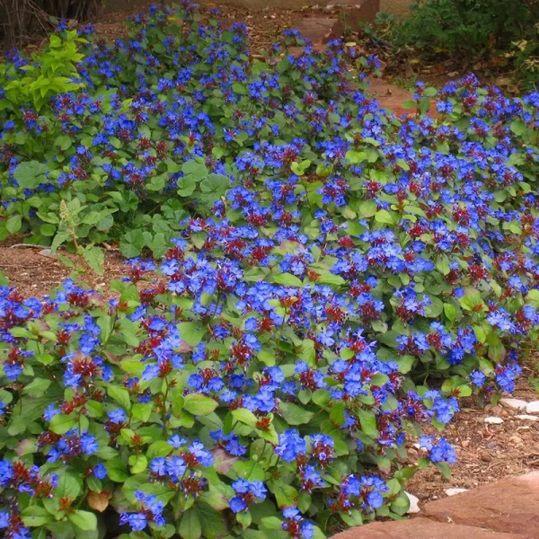 Ceratostigma Plumbagoides 