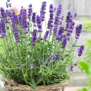 Lavanda