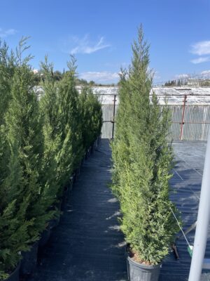 CUPRESSUS