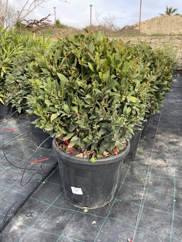 Laurus Nobilis Ball Shape