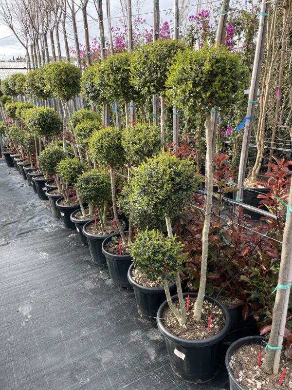 Ligustrum Jonandrum 3 Sfere