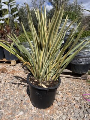 Phormium Tenax Variagatum