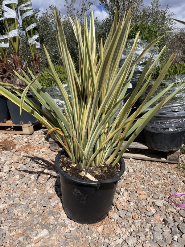 Phormium Tenax Variagatum