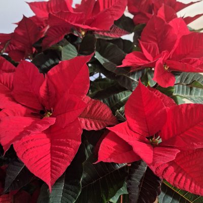 Crvena Božična zvijezda